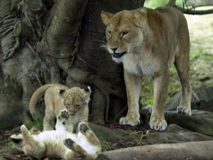 Львица ласково играет только со своими дочерьми.