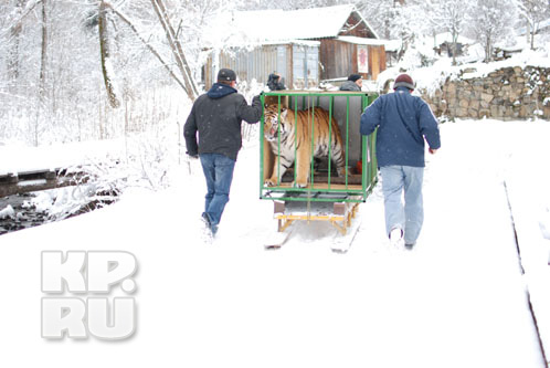Тигра привезли в реабилитационный центр «Утес» Сихотэ-Алинского заповедника.
