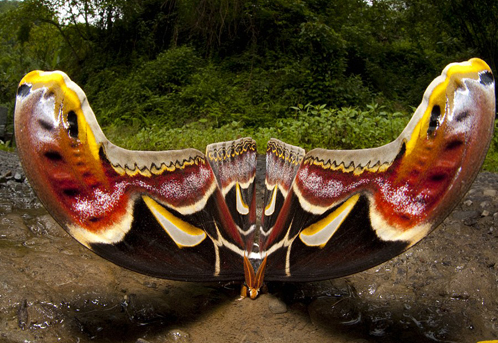 Бабочка Атлас в оборонительной позе