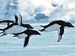  В первоапрельском сюжете, подготовленном ВВС, пингвины мигрируют в Южную Америку - своим ходом. И в итоге отогреваются там среди пальм.