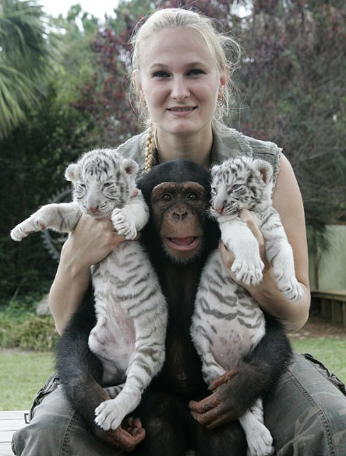 шимпанзе родила тигров