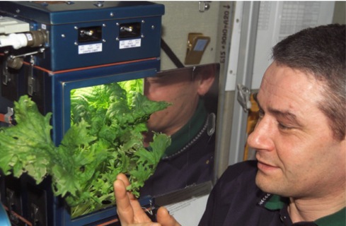 Космонавт Корзун выращивает салат на борту.