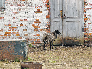 Теперь уцелевших овец фермер Василий Великоднев запирает на ночь
