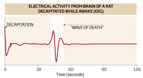 "Волна смерти" - всплеск электрической активности мозга - на энцефалограмме крысы