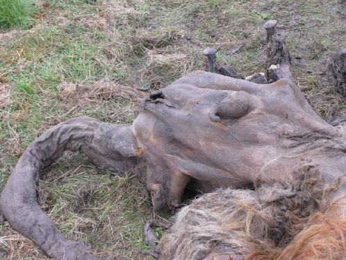 У мамонтенка сохранились даже внтренние органы. Фото с сайта СО РАН, предоставлено Геннадием Боескоровым