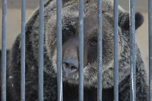 В казанском зоопарке волнуется медведь: вот это, братцы, стужа! Боюсь я околеть! 