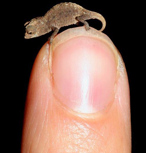 Самая маленькая рептилия на Земле