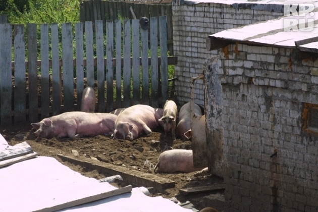 Карантин запрещает продажу продуктов свиноводства на рынках