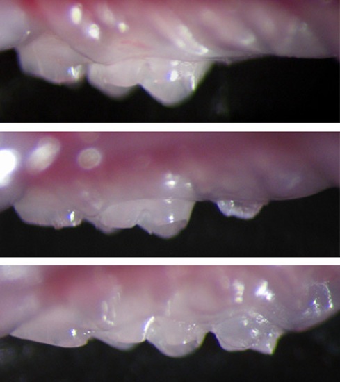 Пятидневный зародыш зуба был помещён в десну (сверху), через 36 суток он прорезался (в середине) и полностью вырос через 49 дней (внизу).