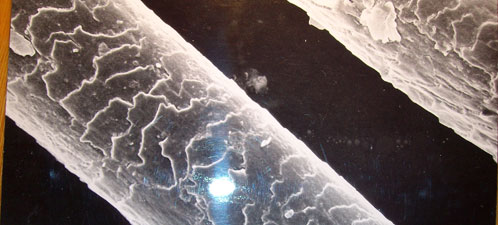Волос "снежного" человека, найденный экспедицией на Урале, - под электронным микроскопом.