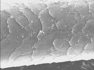 Шерсть кузбасского йети, найденная в Азасской пещере; под электронным микроскопом у нее точно такое же строение, как у ленинградского, уральского и калифорнийского йети.