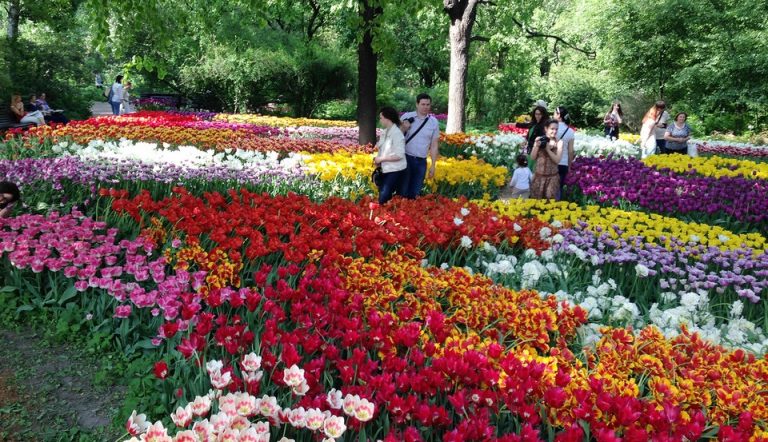 Аптекарский огород в москве фото оранжереи