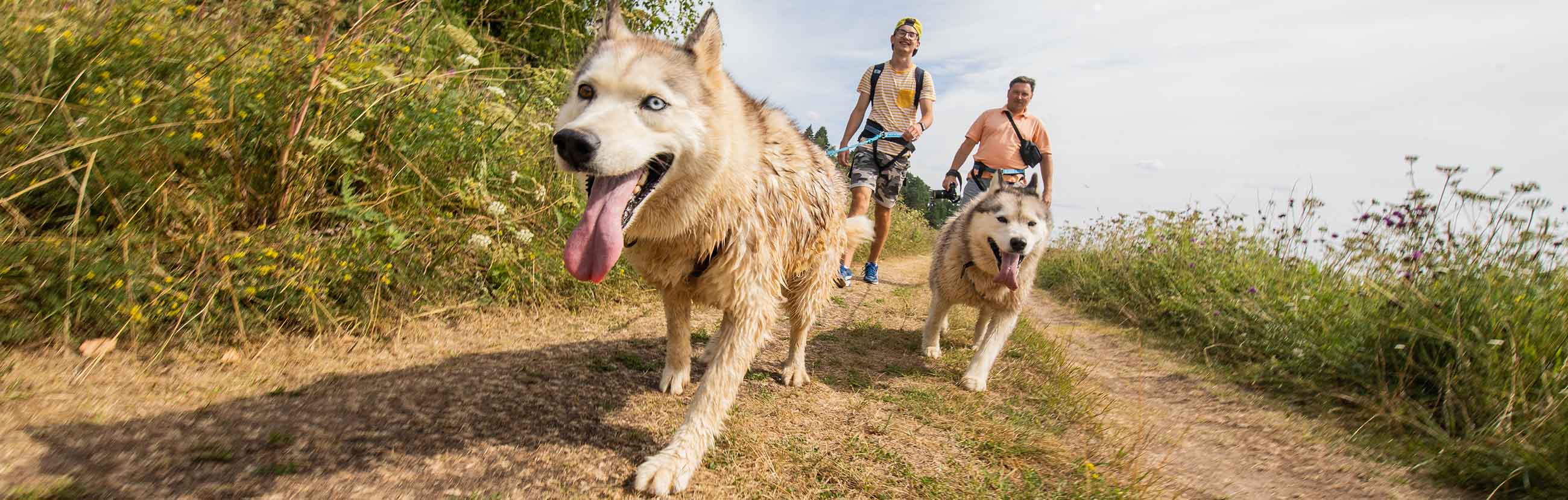 Дог трекинг Аквилон. Волга дог треккинг. Дог треккинг с хаски. Dog tracking поход с собаками.