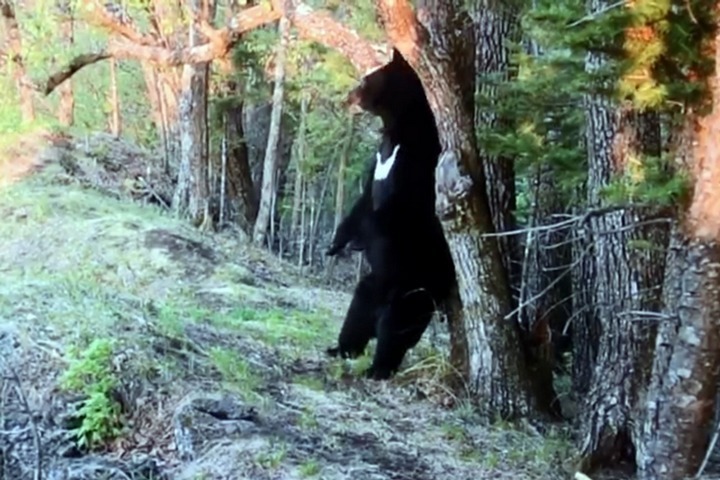 Стрип слоты играть бесплатно