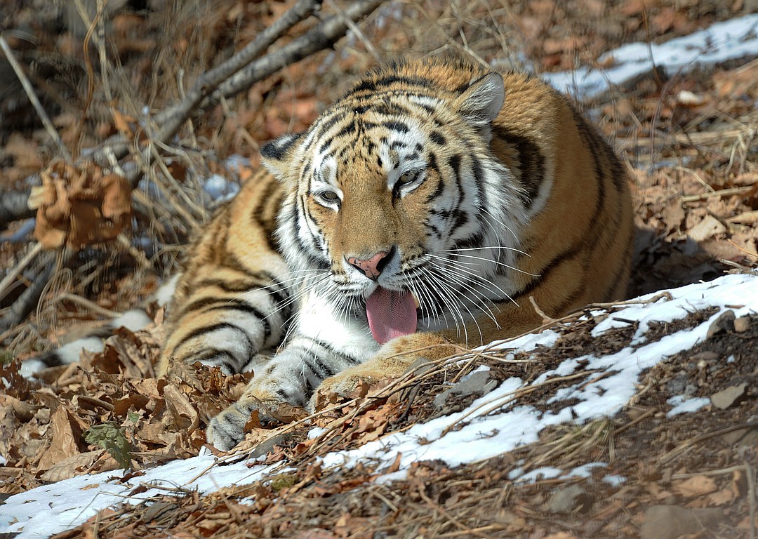 Амурский тигр. Амурский тигр красная. Уссурийская Тайга Амурский тигр. Амурский тигр красная книга.