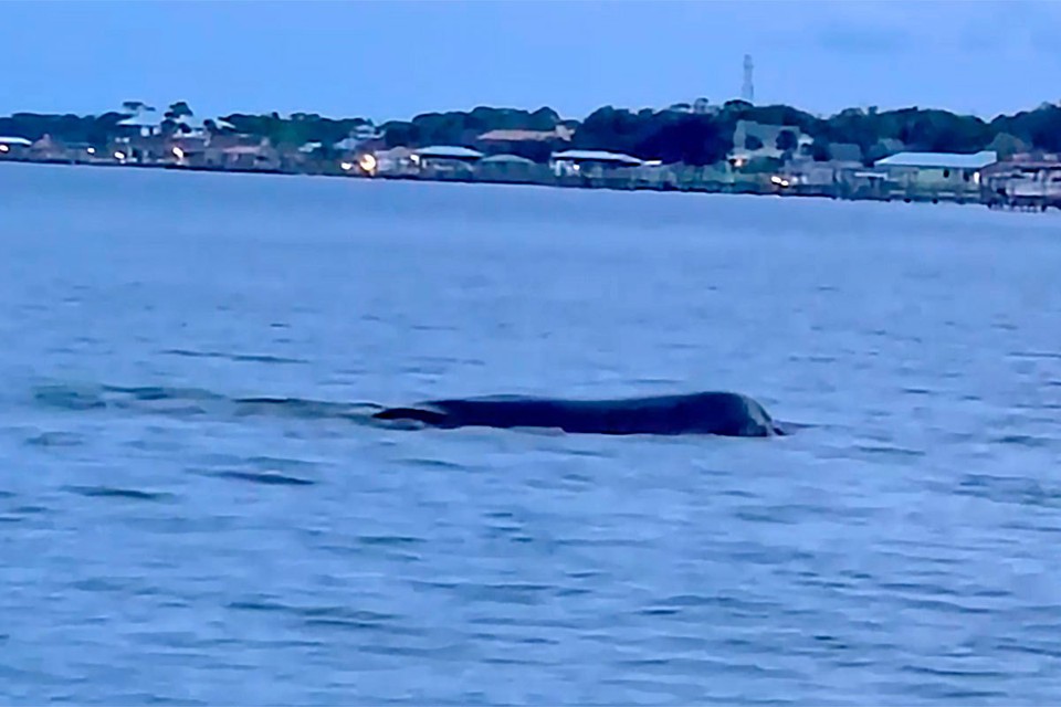 Плавало и хрюкало: Во Флориде на видео попало загадочное существо
