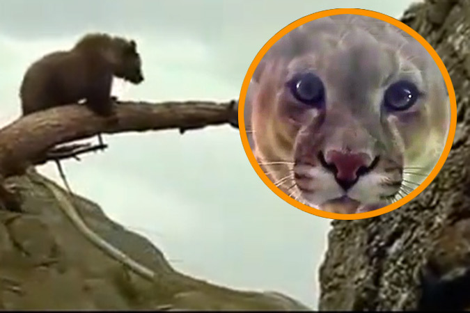 Похожее изображение