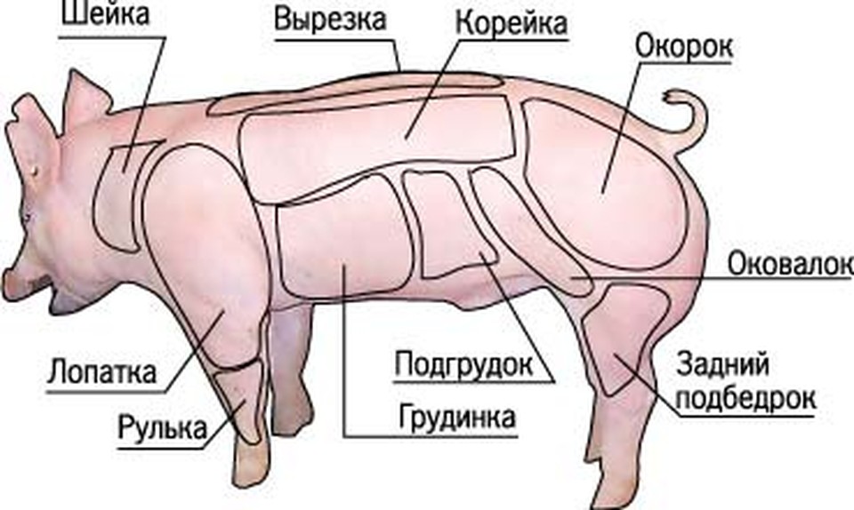 Где шейка. Части туши свиньи корейка. Части свинины корейка, лопатка, окорок.