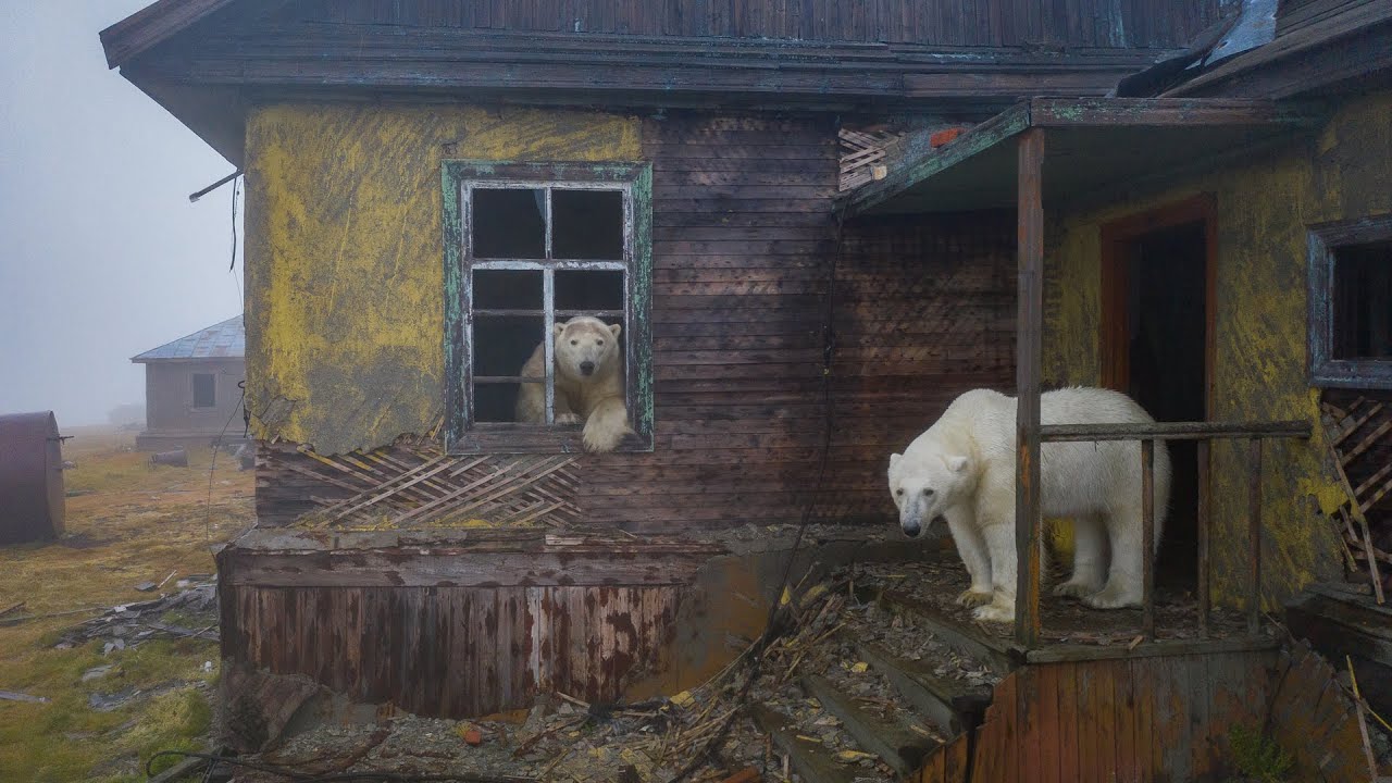 Фото: смотрите, как выглядит новый дом белых медведей в Таллиннском зоопарке